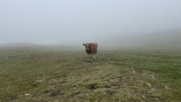 “Şap Krizi: 5 Milyar Dolarlık Zararın Hesabı Nerede?”