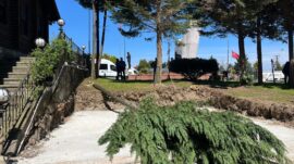 Rize Çayeli‘nde ağaç katliamı!