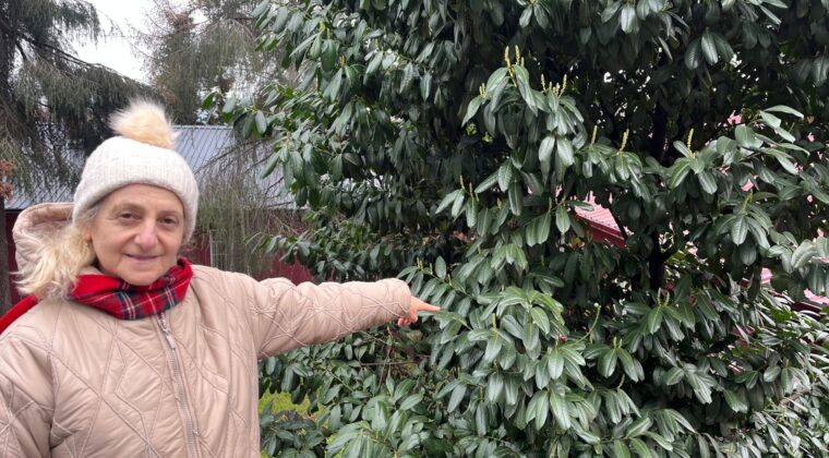 Şap Hastalığına Karayemişli Çözüm